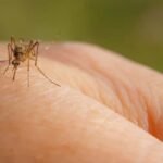 गर्मियां शुरू होते ही भिनभिनाने लगे हैं मच्छर? ये घरेलू नुस्खे साबित होंगे कारगर